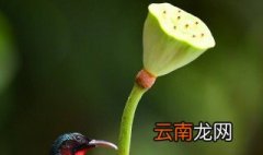 怎样剥莲蓬米 怎样正确的把莲蓬剥开