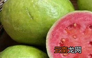 番石榴的副作用 番石榴的禁忌