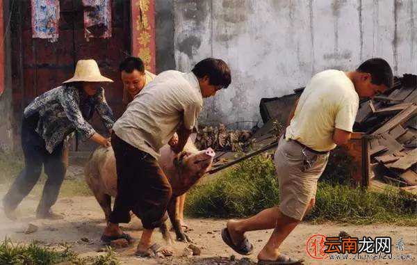 猪价突然下跌 猪价连续下跌6天