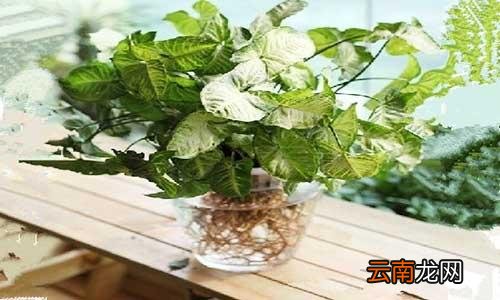 花叶芋的根长什么样