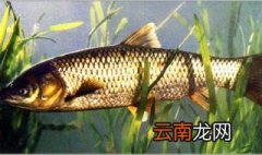 草鱼一年能长多大 怎么喂才长得快