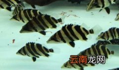 四文虎鱼喜欢吃什么长的快 四文虎鱼喜欢吃鱼虾长的快