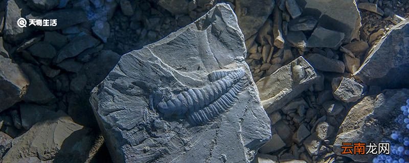 人们通过什么可以了解远古时期的生物 人们通过哪些可以了解远古时期的生物