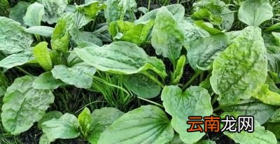 我们采用车前草泡水喝应该注意什么