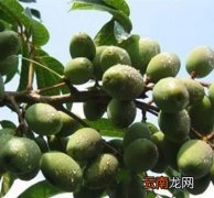 胖大海的主治功能与作用