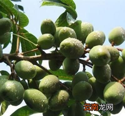 胖大海的主治功能与作用