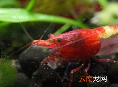 不同的虾不同的做法