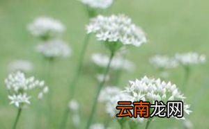 韭菜根有什么功效