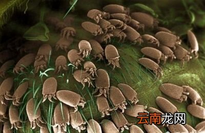 如何祛除脸上的螨虫