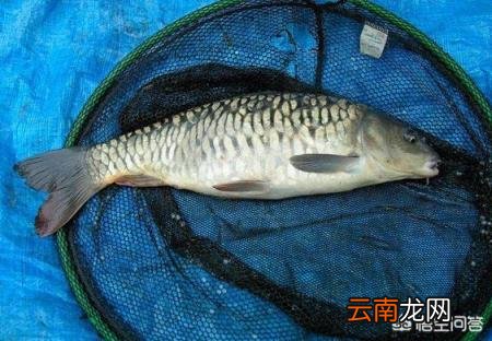 钓鲤鱼最顶级的绝杀饵 春天钓鲤鱼用什么鱼饵比较好？