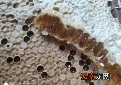 蜂蜜放多长时间不能喝