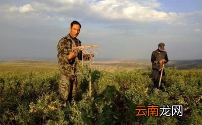 种药材黄芪如何栽培