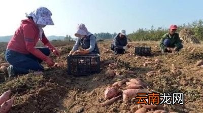玉米跟红薯一起种植怎么样