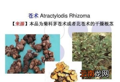 白术与苍术都能燥湿健脾功效应用如何区别
