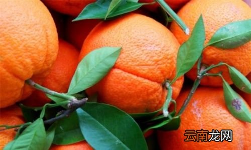 橘子跟橙子有什么区别