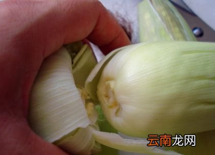 玉米粒煮多久能熟
