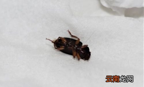 床上放什么可以驱蟑螂