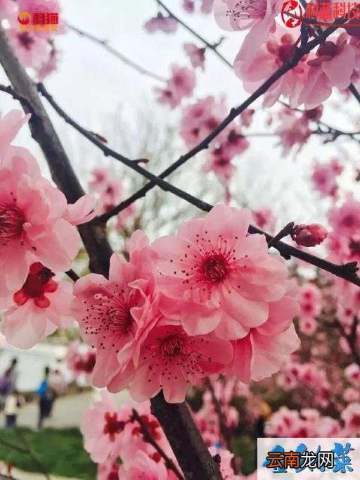 描写桃花的诗 看到桃花满园,你会想起哪首诗或哪首歌