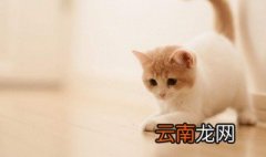 小动物怎样过冬 需要怎么做