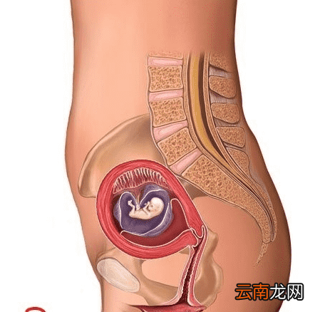 怀孕1月到10月肚子图片 胎儿发育全过程变化图