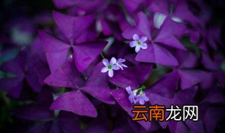 室内小盆栽植物有哪些 室内盆栽什么植物最好
