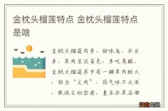 金枕头榴莲特点 金枕头榴莲特点是啥