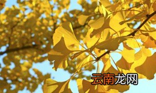春季杏树嫁接时间 春季杏树嫁接在什么时候
