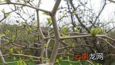 枣树修剪原则及时间 枣树修剪方法与注意事项