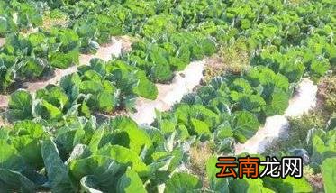 抱子甘蓝种植时间及其栽培方式
