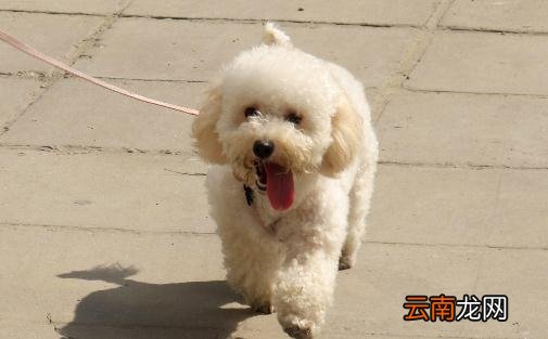 贵妇犬怎么养？贵妇犬好训练吗？