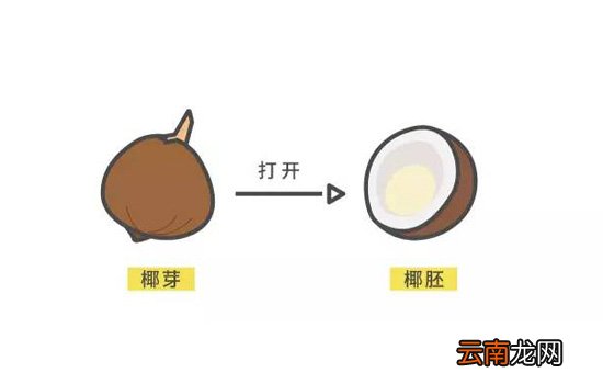 椰青和椰子的区别 椰子的这些后代你可知
