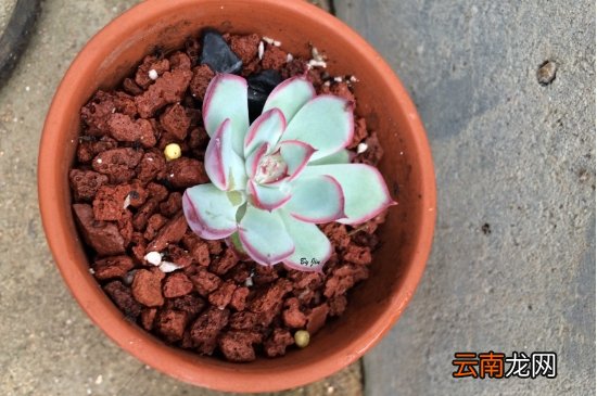 刚种的多肉叶片化水怎么办，刚种的多肉叶片化水？