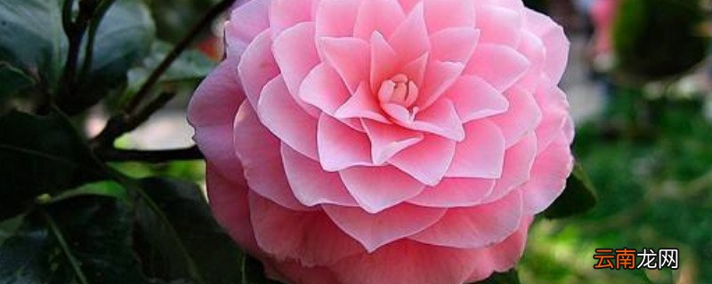什么花在冬天开放，什么花在冬天开放春天凋谢？