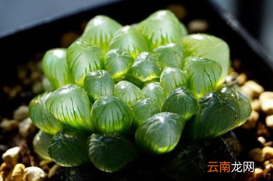 玉露闷养多久通一次风，玉露闷养多久出状态？