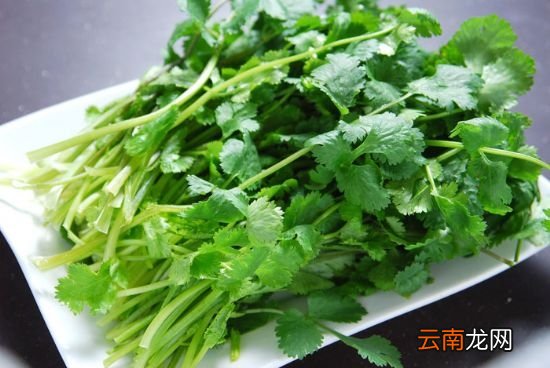 常见的香草品种：常见香草的图文介绍？