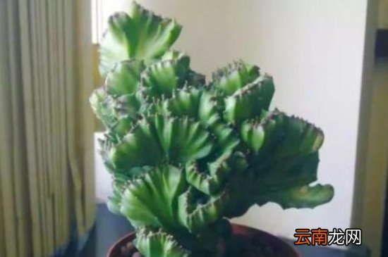 麒麟掌夏天的养殖方法,麒麟掌图片与养殖方法?