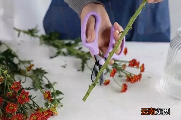 保持水的洁净 小雏菊鲜花怎么水养，怎么让小雏菊鲜花保存的时间更久，小雏菊鲜花图片？