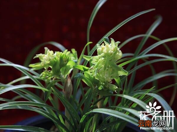 宋梅为春兰之王 兰花哪个品种最好最香 兰花最香的品种是春兰，兰花哪个品种最好养？