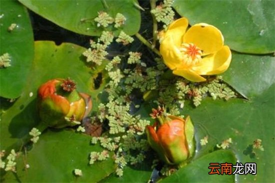 萍蓬草的繁殖方式，种子贮存催芽播种繁殖？