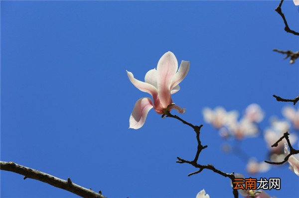 上海的市花是什么花，奋发向上的白玉兰，上海的市花是什么的短视频？