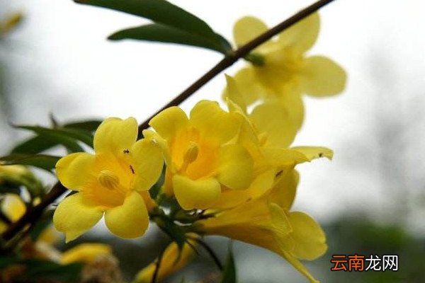 香水茉莉怎么养，香水茉莉冬天怎么养？