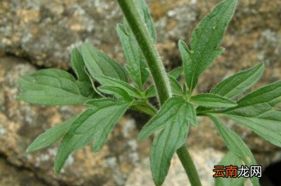 荆芥种子怎么催芽？