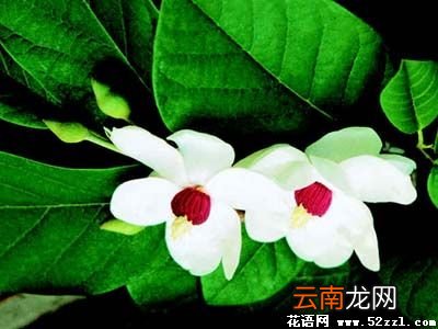 天女花的传说，天女花的传说？