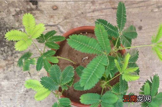 含羞草叶子发黄是怎么回事？