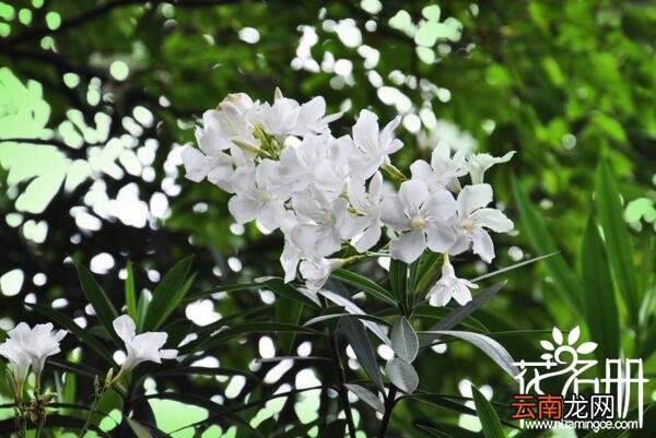 白色夹竹桃有毒吗，白色夹竹桃的花语？