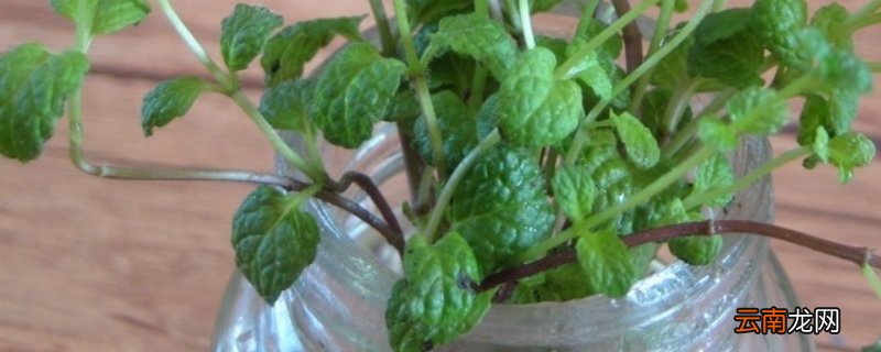 水培薄荷的养殖方法？