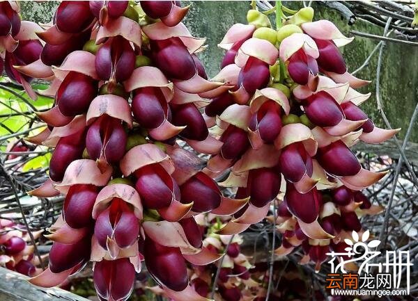 禾雀花有什么寓意，禾雀花被视为快乐之花，禾雀花有什么价值？