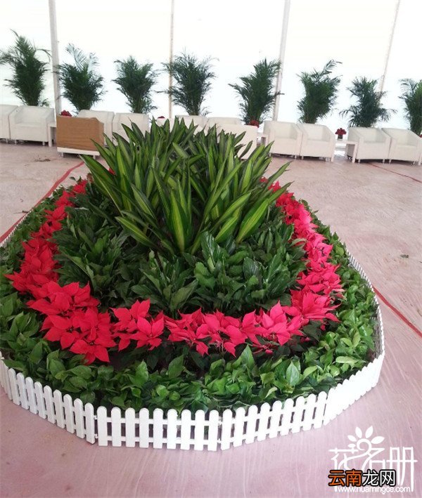 一品红冬天怎么养，一品红冬季养殖方法，一品红好养吗?怎么养？