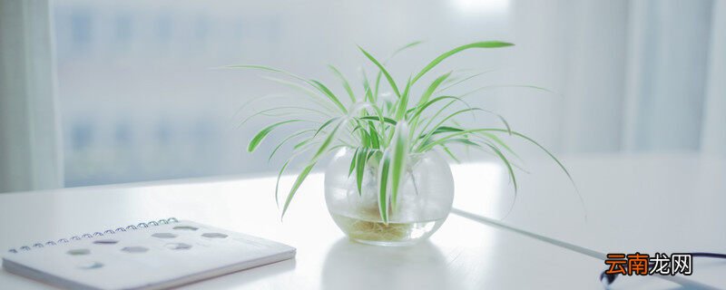 吊兰是用什么繁殖的，吊兰是用什么繁殖的植物？