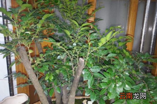 小叶紫檀盆景掉叶补救？